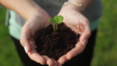 Genç kızların elinde topraktan büyüyen küçük yeşil bitki. Büyüme kavramı. Kamera hedefi odaklıyor. Sığ alan derinliği.