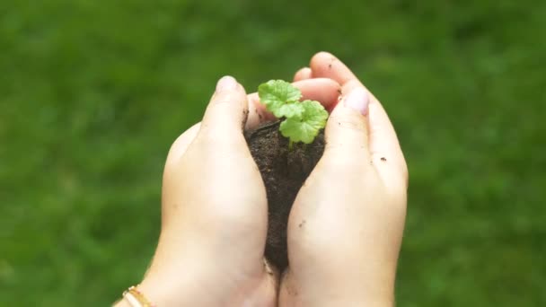 在少女手中的泥土中生长着绿色的小植物.增长的概念. — 图库视频影像
