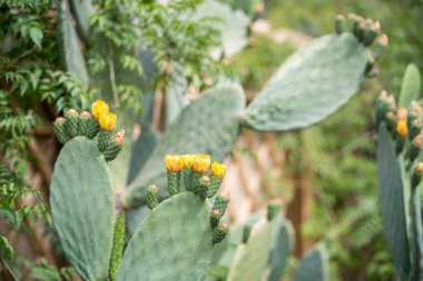 Fas 'ta bir botanik bahçesinde sarı kaktüs çiçekleri. 