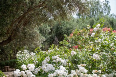 Fas 'ta bir botanik bahçesinde beyaz güller 