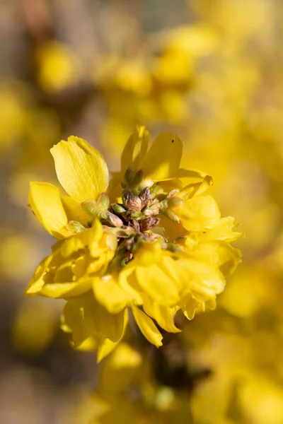 Zbliżenie kwitnących żółtych kwiatów rośliny laburnum. Złoty deszcz — Zdjęcie stockowe