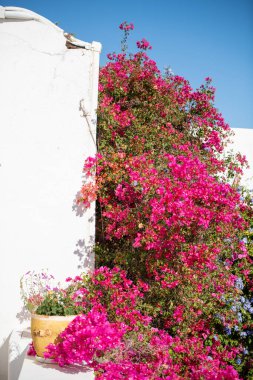 Portekiz evine karşı Bougainvillea çiçekleri. Yüksek kalite fotoğraf