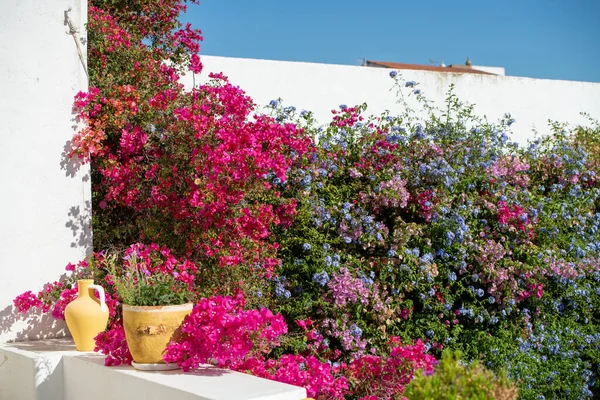 Portekiz evine karşı Bougainvillea çiçekleri. Yüksek kalite fotoğraf