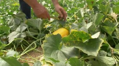 Serada sarı bir karpuz hasat ediyorum. Yüksek kaliteli FullHD görüntüler