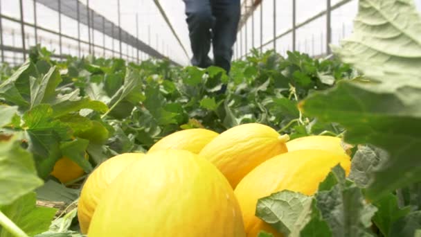 Serre Aux Melons Jaunes Fermier Empilant Des Melons Des Images — Video