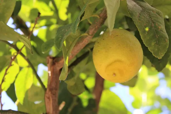 Желтый Лимон Ветке Лимонного Дерева — стоковое фото