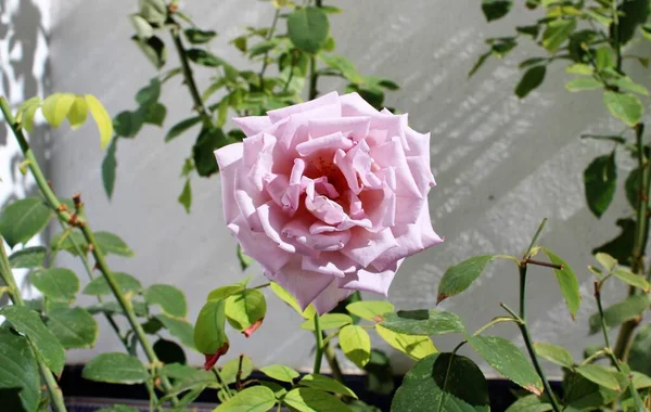 Nahaufnahme Einer Sehr Offenen Und Duftenden Rosa Rose — Stockfoto