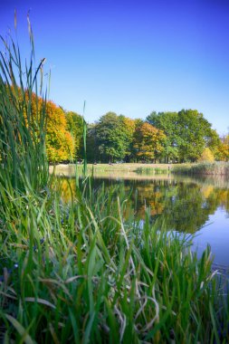 Sonbahar mevsiminde şehir parkında güzel bir göl.