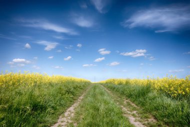 Güneşli bir günde, gökyüzünde bulutlar olan mükemmel tarlalar.