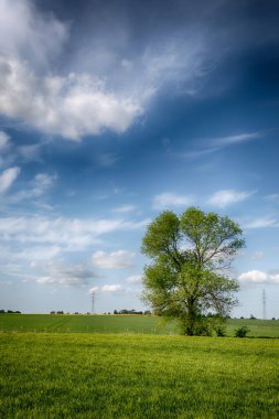 Güneşli bir günde, gökyüzünde bulutlar olan mükemmel tarlalar.