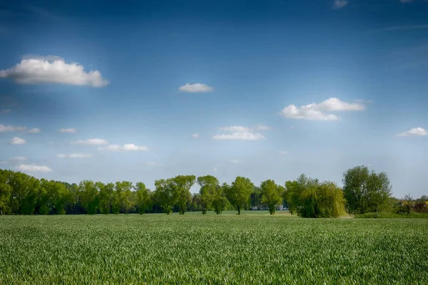 Die Perfekte Landschaft Von Feldern Einem Sonnigen Tag Mit Perfekten — Stockfoto