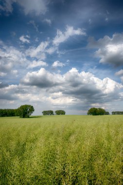 Tarım arazisi güneşli bir günde bulutlu.