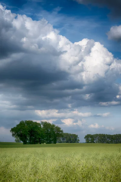 Agricultural Field Landscape Clouds Sunny Day — Stock Photo, Image