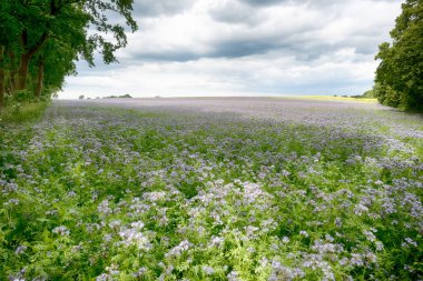 Tarım arazisi güneşli bir günde bulutlu.