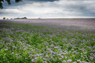 Tarım arazisi güneşli bir günde bulutlu.