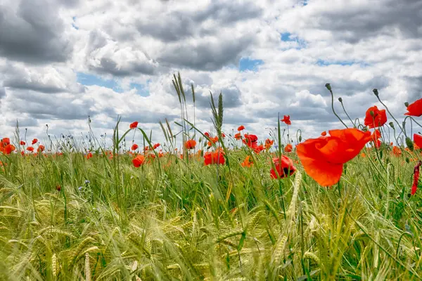 Tarım arazisi güneşli bir günde bulutlu.