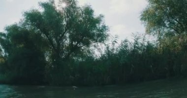 Nehir kıyısında söğüt ağaçları öğleden sonra.