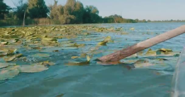 Pagaie Bois Ramant Traditionnellement Travers Les Nénuphars Dans Delta Danube — Video