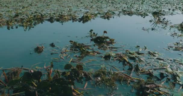 罗马尼亚多瑙河三角洲保留区的水莲和植被 — 图库视频影像