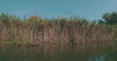 Romanya 'da Tuna Deltası rezervasyonunun kıyılarında bitki örtüsü.