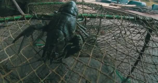 Καραβίδες Πιάνονται Στο Δίχτυ Ψαρέματος — Αρχείο Βίντεο