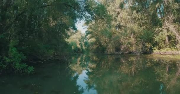 在丛林中的河流上航行 — 图库视频影像