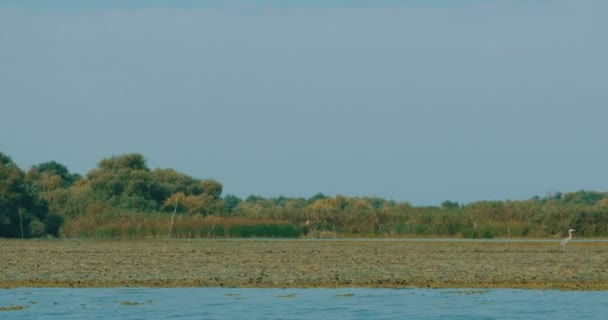 Navegue Por Las Grandes Tierras Acuáticas Del Delta Del Danubio — Vídeo de stock