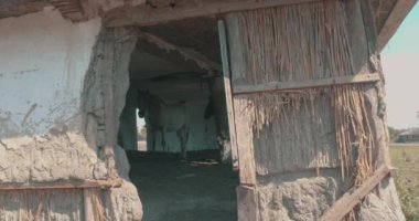 Yaşlı ahşap atlar için harap olmuş..