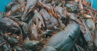 Taze balık ve kerevit pişirmeye hazır..