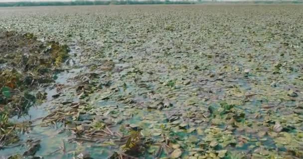 ルーマニアのドナウデルタ湖の表面の睡蓮と植生 — ストック動画