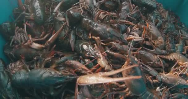 Banyak Baru Tertangkap Udang Karang Hiruk Pikuk — Stok Video