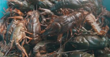 Bir sürü kerevit..