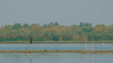 Romanya 'da Tuna Deltası Bölgesi' nde karabatak kuşu.