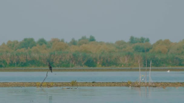 Cormorán Delta Del Danubio Reserva Rumania — Vídeo de stock