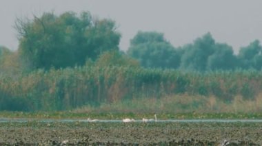 Tuna Deltası Bölgesindeki Kuğular.