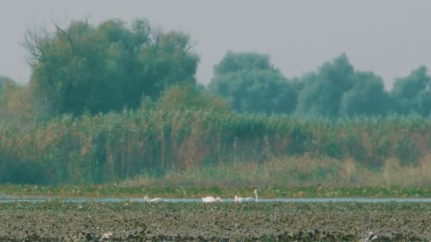 Πουλιά Κύκνων Στον Καταυλισμό Δέλτα Του Δούναβη — Αρχείο Βίντεο