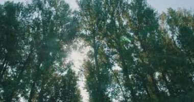 Orman tepe örtüsünden öğleden sonra güneş manzarası .