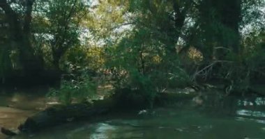 Romanya 'da Tuna Deltası rezervasyonunun kıyılarında bitki örtüsü.