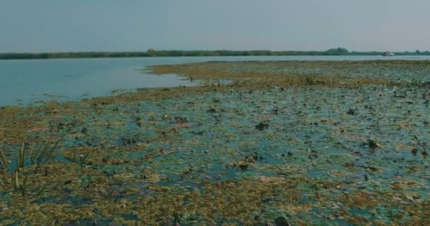 Blick Auf Das Reservat Des Donaudeltas Rumänien — Stockvideo