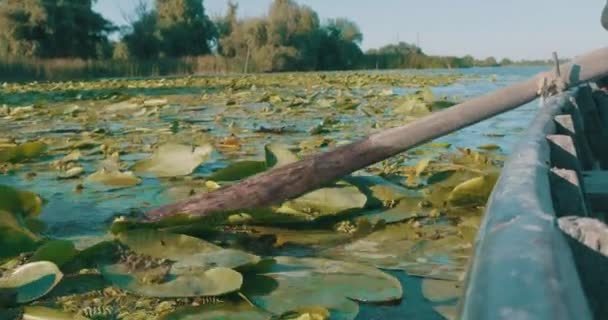 ドナウデルタの睡蓮を通ってボートを漕ぐ予約 — ストック動画