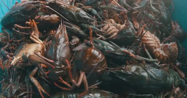 Moving Freshly River Captured Crayfish Bowl — Stock Video