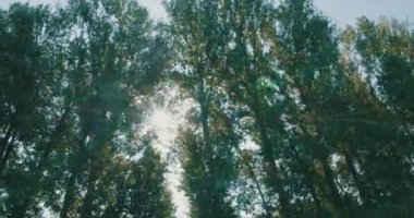 Orman tepe örtüsünden öğleden sonra güneş manzarası .