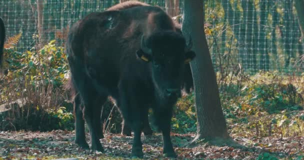 Portrait Aurochs Sauvages Dans Nature — Video