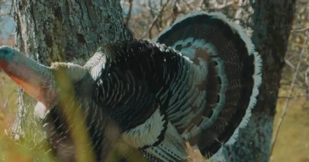 Turquie Oiseau Marche Sur Herbe — Video