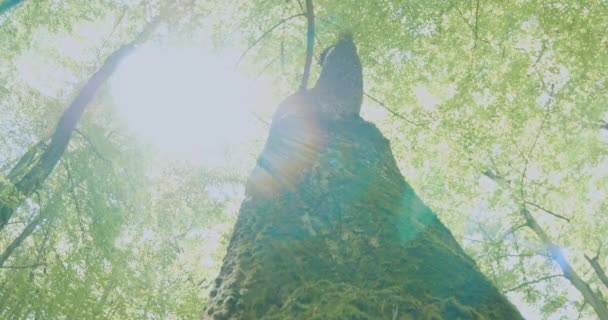 Ağaç Gövdesi Orman Tepe Örtüsü Boyunca Kay — Stok video