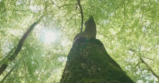 Tronc Mousse Arbre Verrière Vue Sur Soleil Dans Forêt — Video