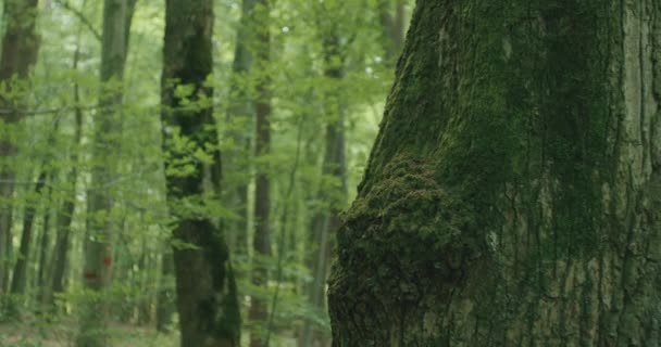 Kvinnan Blommig Klänning Gråter Ett Träd Skogen — Stockvideo