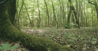 Ormandaki kök ve ağaç yosunlarının zemin manzarası.