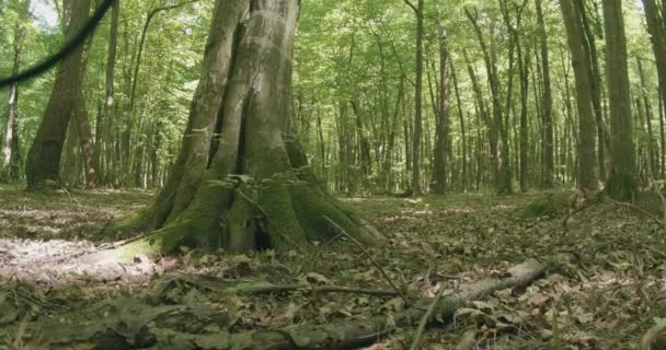 Φίδι Den Δέντρο Στο Δάσος — Αρχείο Βίντεο