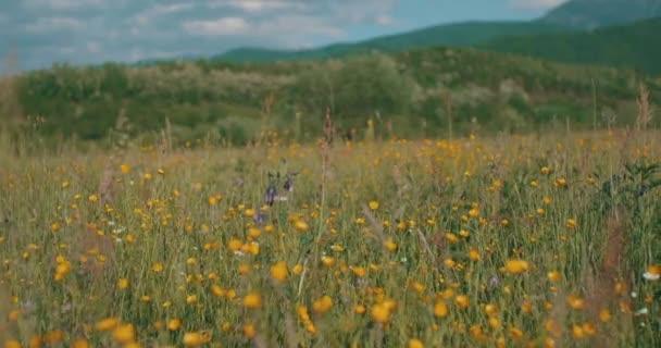 Uitzicht Een Zonnige Wilde Bloemenweide Karpaten Bergen Gebied Stockvideo's